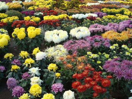 2009海陽迎亞沙金秋菊展開展