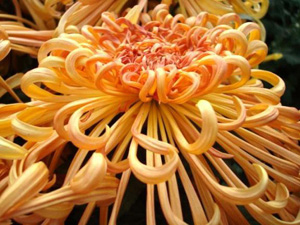 2009海陽迎亞沙金秋菊展開展