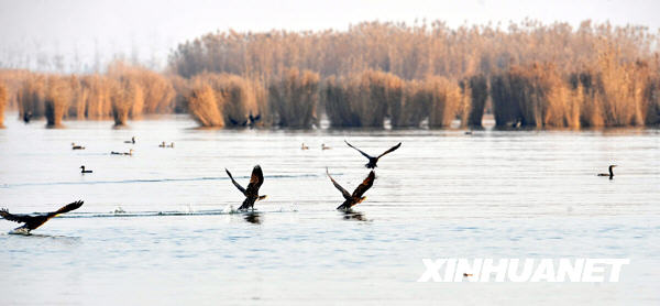 沙湖：候鳥越冬遷徙的“加油站”