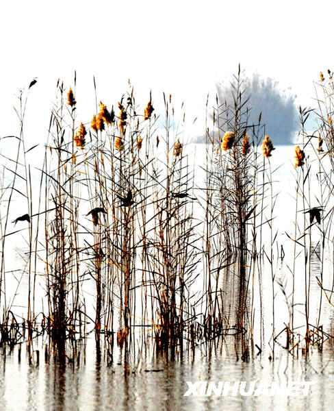 沙湖：候鳥越冬遷徙的“加油站”