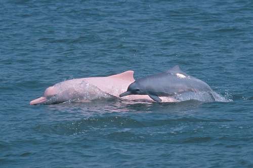 港珠澳大橋將打造地標式建筑 擬設白海豚觀賞區
