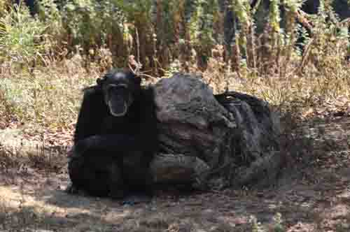 光棍節——云南野生動物園也有一批“剩男”和“剩女”
