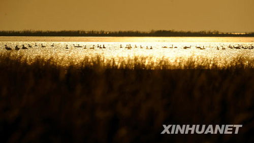 黃河三角洲濕地生態恢復