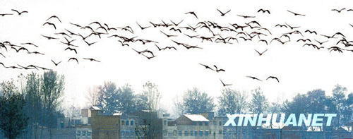 黃河又見雁歸來