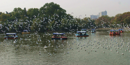 昆明：紅嘴鷗與人共樂（組圖）