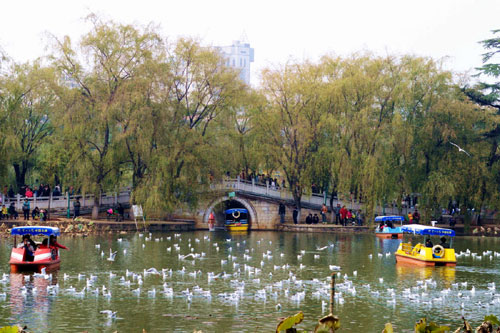 昆明：紅嘴鷗與人共樂（組圖）