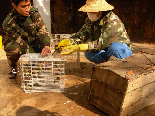 男子收購203只野鳥被抓現行(組圖)