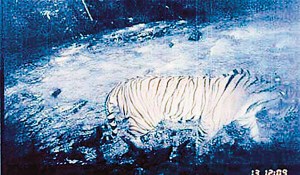 云南2名男子槍殺老虎清燉食用(組圖)