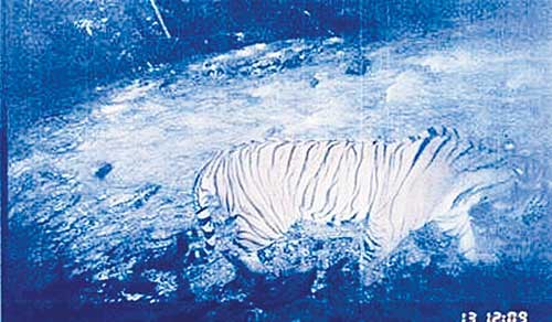 云南被分食老虎可能系中國最后野生印支虎