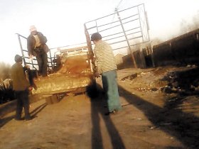 死豬私宰運銷網絡曝光：死豬肉加工成羊肉卷