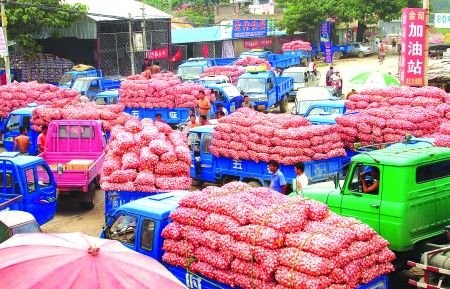 山東大蒜之鄉村支書發帖炮轟央視蒜價報道(圖)