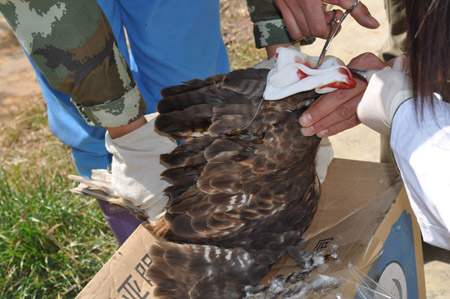 國家二級保護動物——受傷燕隼斷翅保命