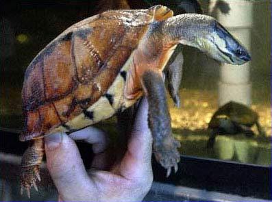 世界上獨(dú)一無二珍稀物種