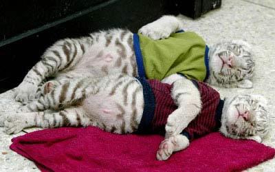 世界上獨(dú)一無(wú)二珍稀物種