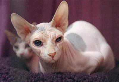 世界上獨(dú)一無(wú)二珍稀物種