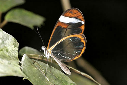 罕見！透明蝴蝶