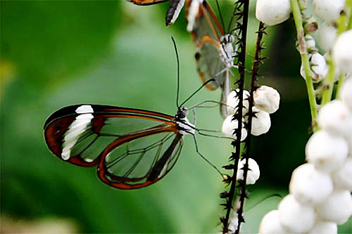 罕見！透明蝴蝶