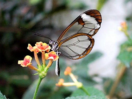 罕見！透明蝴蝶