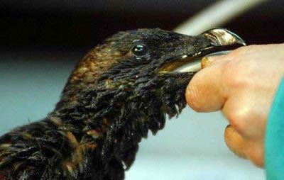 震顫心靈的地球遺書